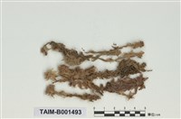 藏品(中位泥炭苔)的圖片